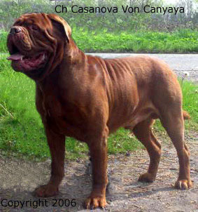 Dogue de Bordeaux